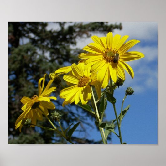 zonnebloemen poster (Voorkant)