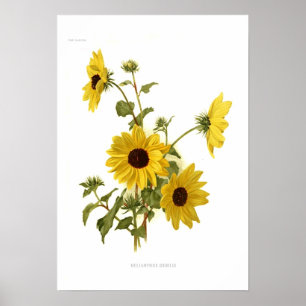 Zonnebloemen Poster