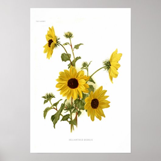 Zonnebloemen Poster (Voorkant)