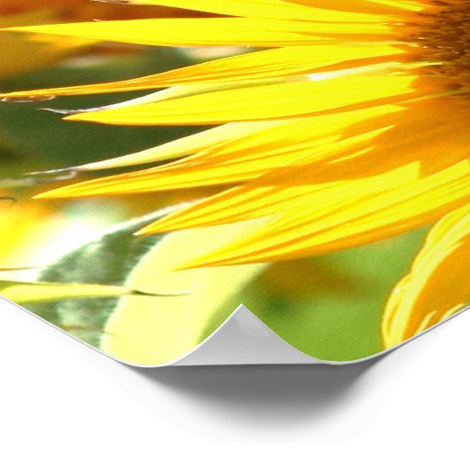 Zonnebloemen Poster (Hoek)