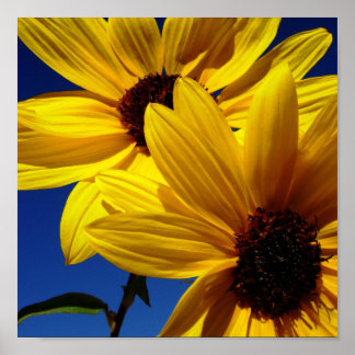 Zonnebloemen Poster