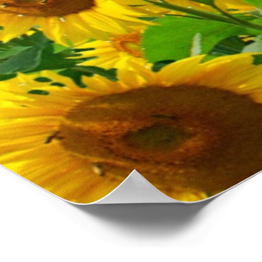Zonnebloemen Poster (Hoek)