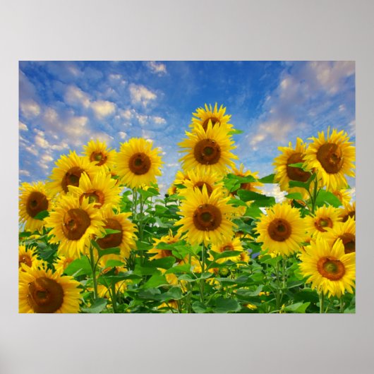 Zonnebloemen Poster (Voorkant)