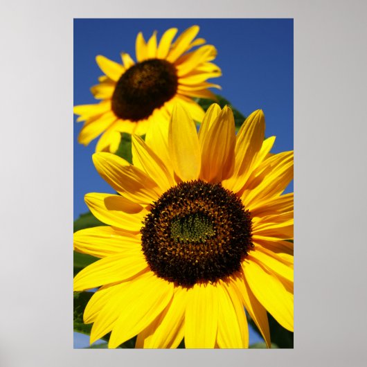 Zonnebloemen Poster (Voorkant)