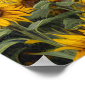Zonnebloemen Poster (Hoek)