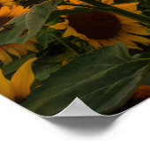 Zonnebloemen Poster (Hoek)