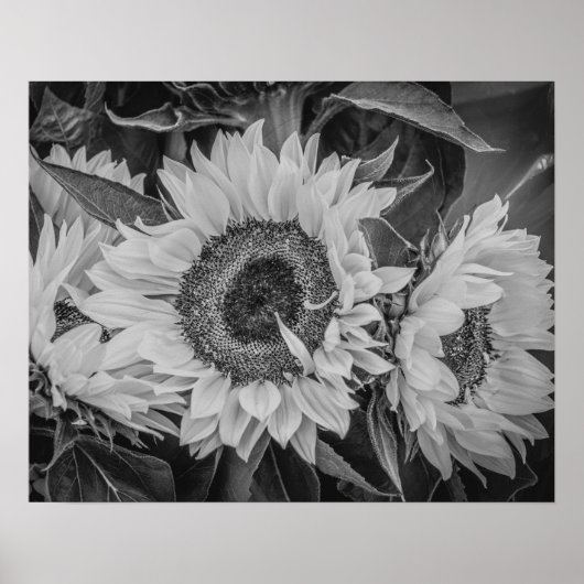 Zonnebloemen Poster/Afdruk Poster (Voorkant)
