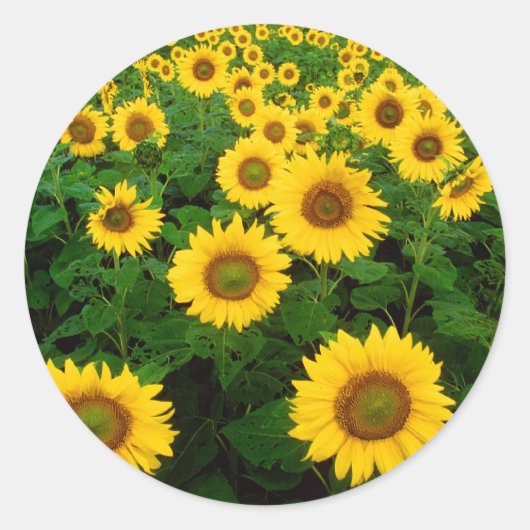 Zonnebloemen Ronde Sticker (Voorkant)