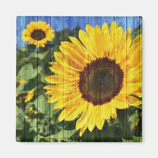 Zonnebloemen Schilderd hek Magneet (Voorkant)