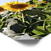 Zonnebloemen Schrift Fotografische Kunstafdrukken Poster (Hoek)