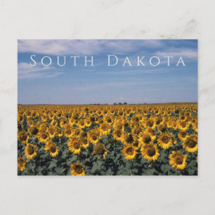Zonnebloemen, South Dakota Briefkaart
