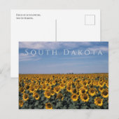 Zonnebloemen, South Dakota Briefkaart (Voorkant / Achterkant)