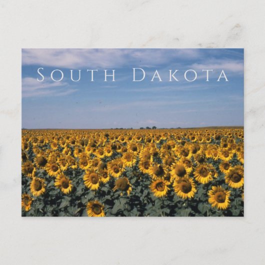 Zonnebloemen, South Dakota Briefkaart (Voorkant)