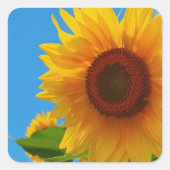 Zonnebloemen Stickers (Voorkant)