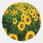 Zonnebloemen Stickers (Voorkant)