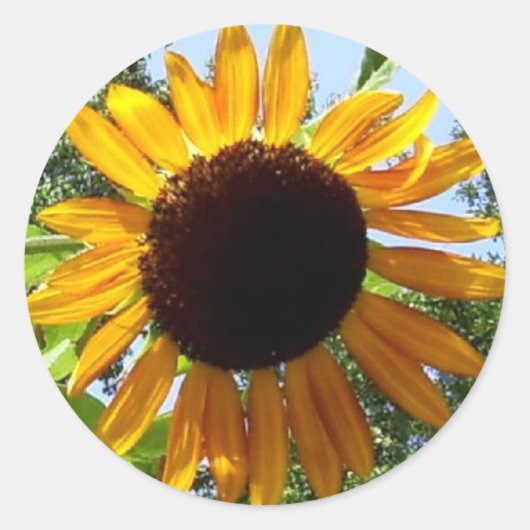 Zonnebloemen Stickers (Voorkant)