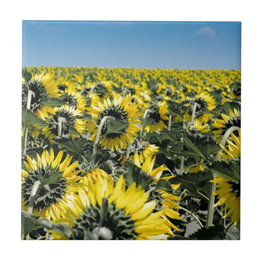 Zonnebloemen Tegeltje (Voorkant)