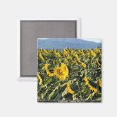 Zonnebloemen, Toscane, Italië Magneet (Voorkant / Achterkant)