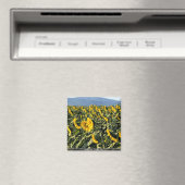 Zonnebloemen, Toscane, Italië Magneet (Insitu (Vaatwasser))