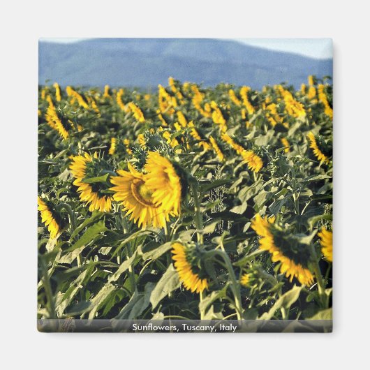 Zonnebloemen, Toscane, Italië Magneet (Voorkant)