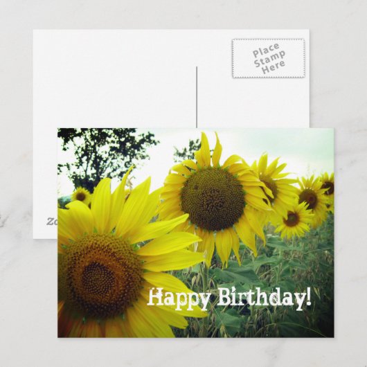 Zonnebloemen veldfoto Gelukkige verjaardagskaart Briefkaart (Voorkant / Achterkant)