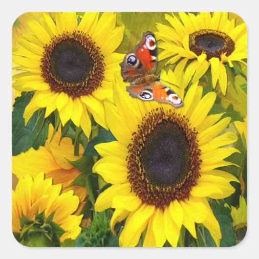 Zonnebloemen Vierkante Sticker (Voorkant)