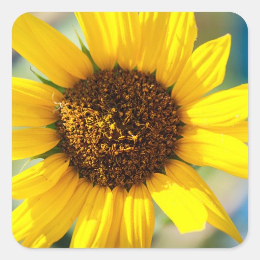 Zonnebloemen vierkante sticker (Voorkant)