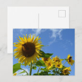 Zonnebloemen & Vlinders Briefkaart (Voorkant / Achterkant)