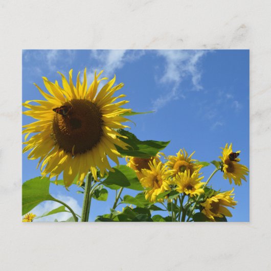 Zonnebloemen & Vlinders Briefkaart (Voorkant)