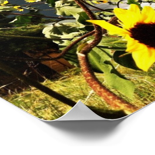 Zonnebloemen voor dramatisch Storm kleuren Foto Poster (Hoek)