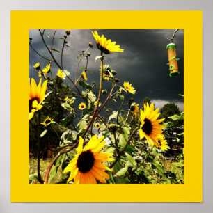 Zonnebloemen voor dramatische stormwolken Foto Poster