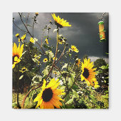Zonnebloemen voor het Storm wolkt foto's Magneet (Voorkant)