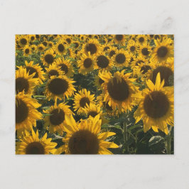 Zonnebloemen Wenskaart Briefkaart