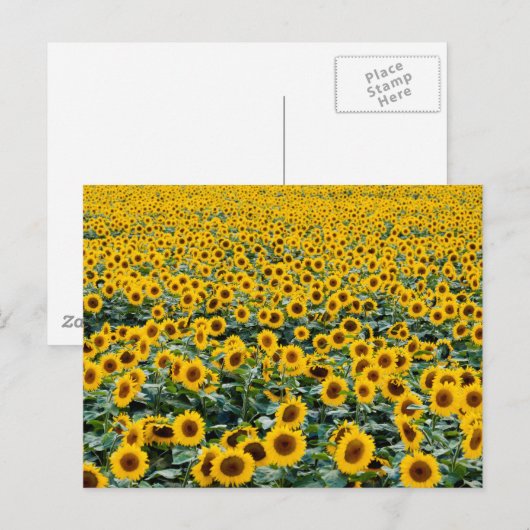 Zonnebloemen, Wisconsin veld Briefkaart (Voorkant / Achterkant)