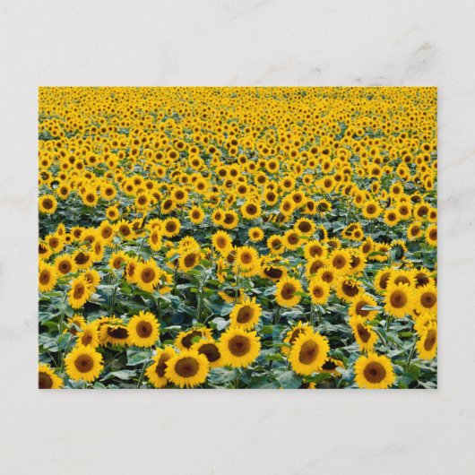 Zonnebloemen, Wisconsin veld Briefkaart (Voorkant)