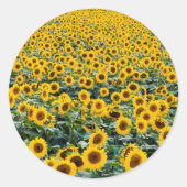 Zonnebloemen, Wisconsin veld Ronde Sticker (Voorkant)