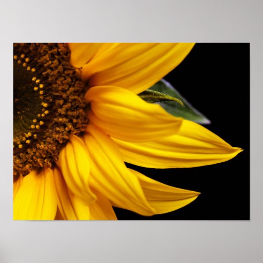 Zonnebloemen - Zonnebloem Gepersonaliseerd Sjabloo Poster (Voorkant)