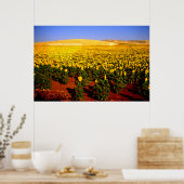 Zonnebloemen, Zuid-Spanje Poster (Keuken)