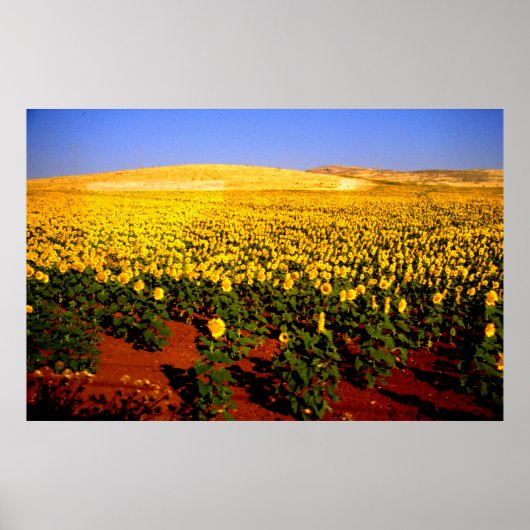 Zonnebloemen, Zuid-Spanje Poster (Voorkant)