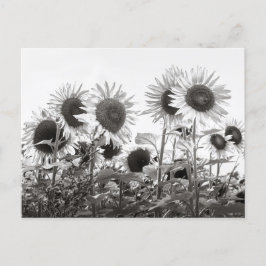 Zonnebloemen, zwart en wit briefkaart