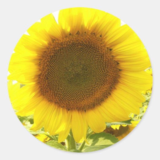 Zonnebloemenstraling Ronde Sticker (Voorkant)