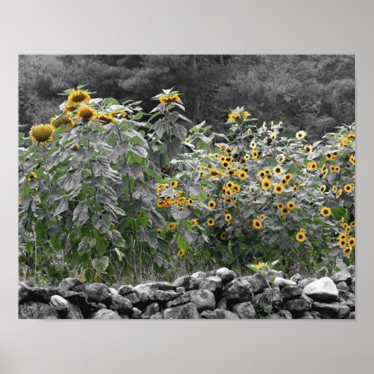 Zonnebloementuin Gedeeltelijke kleur Bloem Poster (Voorkant)
