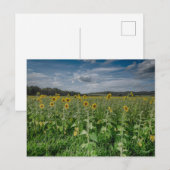 "Zonnebloemenveld" Briefkaart (Voorkant / Achterkant)