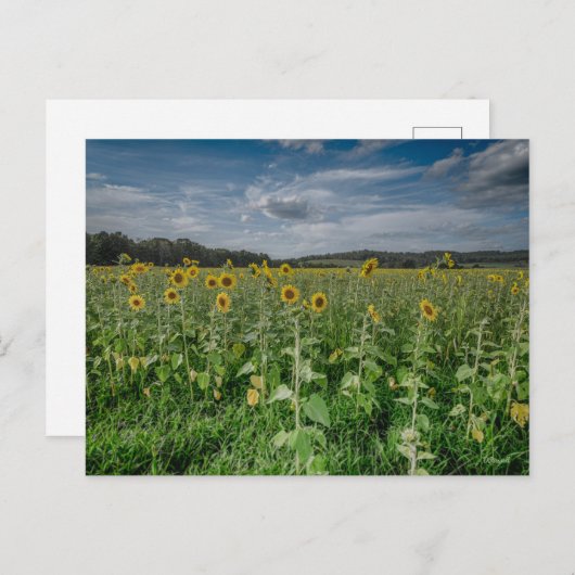 "Zonnebloemenveld" Briefkaart (Voorkant / Achterkant)