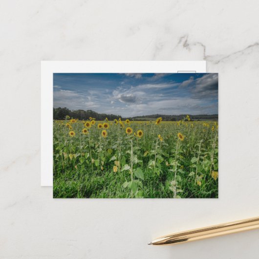 "Zonnebloemenveld" Briefkaart (Voorkant / Achterkant in situ)