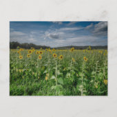 "Zonnebloemenveld" Briefkaart (Voorkant)
