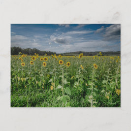 "Zonnebloemenveld" Briefkaart
