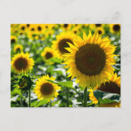 Zonnebloemenveld Foto op briefkaart