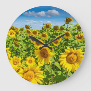 Zonnebloemenveld, zonnige zomerdag. grote klok