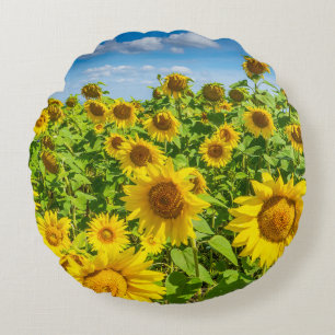 Zonnebloemenveld, zonnige zomerdag. rond kussen